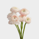 Flowers Ranunculus Cloni Favole  (10 St bunch)