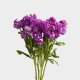 Flowers Stock Purple (10 St bunch)