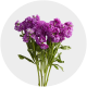 Box flowers Stock Purple (60 Stems)