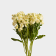 Flowers Stock White (10 St bunch)