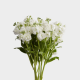 Flowers Stock White  (10 St bunch)