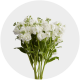 Flowers Spray Stock White