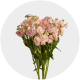 Box Flowers Stock Light Pink (60 Stems)