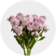 Flowers Stock Light Pink (10 St bunch)