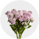 Box Flowers Stock Light Pink (60 Stems)