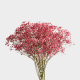 Flowers Baby Breath Xlence Tinted  Red  (10 St bunch)