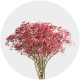 Flowers Baby Breath Xlence Tinted Red