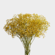 Flowers Baby Breath Xlence Tinted Yellow (10 St bunch)