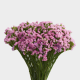 Box Flowers Statice Fucsia (60 St)