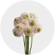 Box Flowers Scabiosa (60 St)