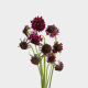 Flowers Scabiosa Cherry Vainilla (10 St bunch)