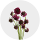 Scabiosa Cherry Vainilla