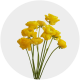 Flowers Ranunculus Elegance Yellow