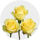 Yellow Stardust Roses 50-60 cm