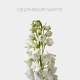 Flowers Delphinium Elatum White (10 St bunch)