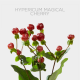 Flowers Hypericum Magical Cherry 70 cm (10 St bunch)