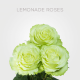 Box Green Garden Lemonade Roses 60 cm (100 St)
