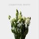 Flowers Lisianthus White 70 cm (10 St bunch) 