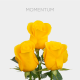 Yellow Momentum 60 cm (25 St bunch)