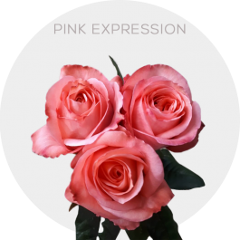 Pink Expression (Garden Roses)