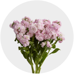 Flowers Spray Stock Light Pink