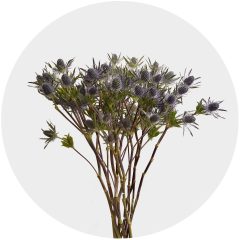 Flowers Eryngium Blue Lagoon