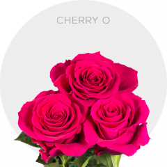 Hot Pink Cherry Oh! Roses 40-60 cm