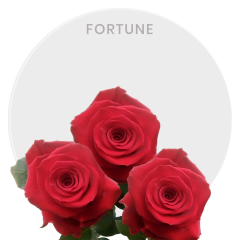 Red Fortune Roses 40-60 cm