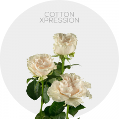 White Cotton X-Pression Roses 40-50 cm