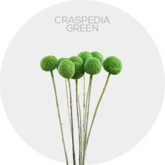 Flowers Green Craspedia