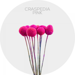 Flowers Pink Craspedia