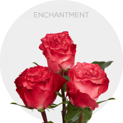 Garden Red/White Enchantment Roses 40-50 cm