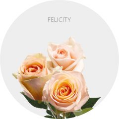 Peach Felicity 40-50 cm