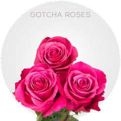 Hot Pink Gotcha Roses 50-60 cm