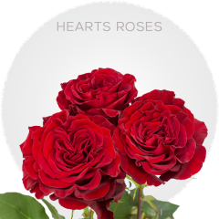 Red Hearts Roses 50-60 cm