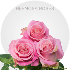Pink Hermosa Roses 50-70 cm