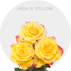 High & Yellow Flame Bicolor Roses 40-60 cm