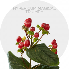 Flowers Hypericum Magical Triumph