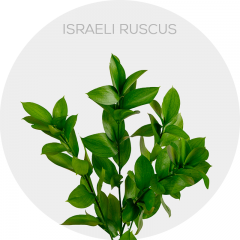Greenery Ruscus (240 St)