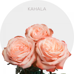 Peach Kahala Roses 40-60 cm