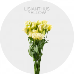 Flowers Yellow Lisianthus 50-70 cm