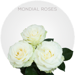 White Mondial Roses 50-70 cm