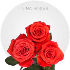 Orange Nina Roses 40-60 cm