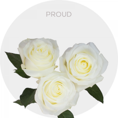 White Proud Roses 40-60 cm