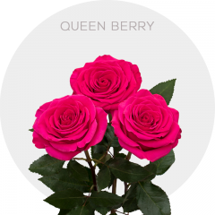 Hot Pink Queenberry Roses 50-60 cm