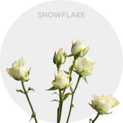 Spray White Snowflake 40-60 cm