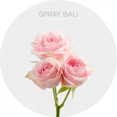 Light Pink Spray Bali 40-60 cm (5 St bunch)