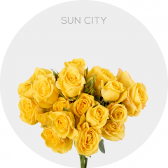 Yellow Spray Sun City 40-60 cm