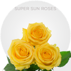 Yellow Super Sun Roses 50-60 cm