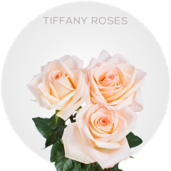 Peach Tiffany Roses 40-60 cm